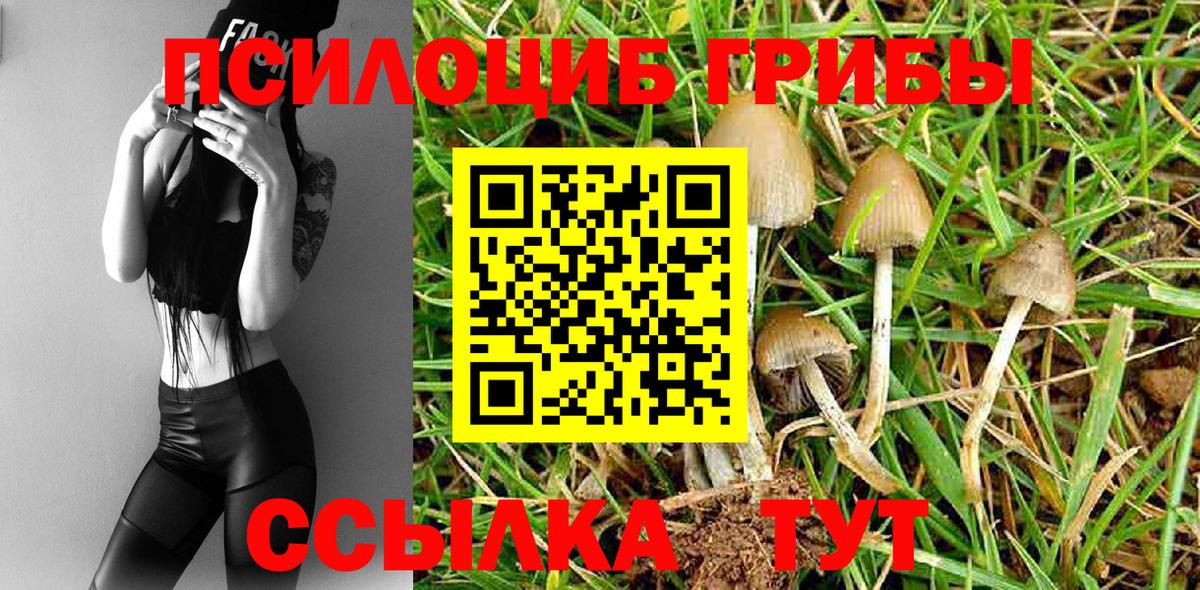 Псилоцибиновые грибы Cubensis Нарьян-Мар